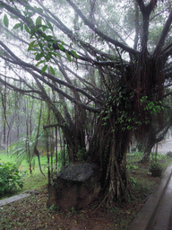 Tree at the Hainan Volcano Park