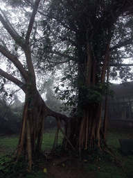 Trees at the Hainan Volcano Park