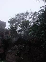 Rocks and tree at the Hainan Volcano Park