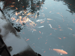 Fish in the pool at the Hainan Volcano Park