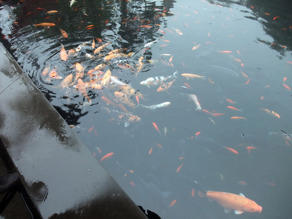 Fish in the pool at the Hainan Volcano Park