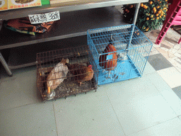 Chickens in a cage in a restaurant at the city center