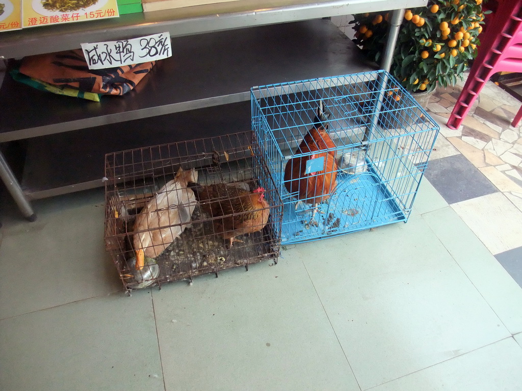 Chickens in a cage in a restaurant at the city center