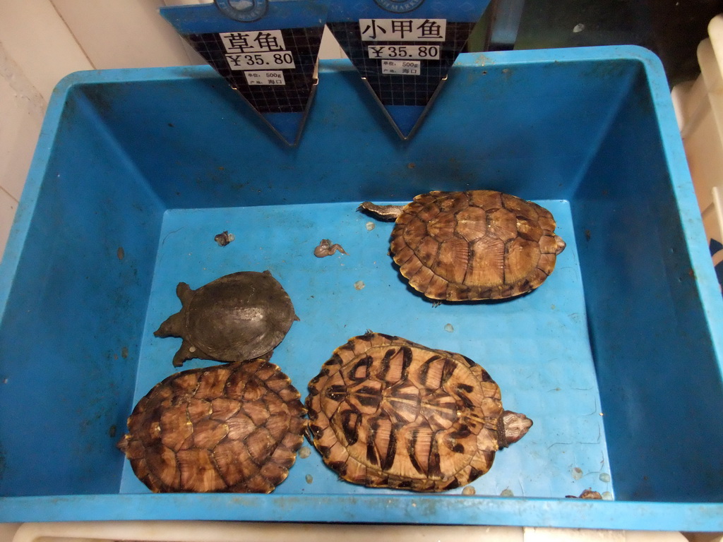 Turtles at the Carrefour supermarket