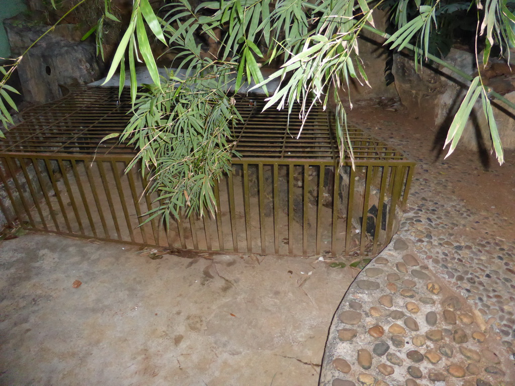 Cage with a crocodile at a restaurant near Xiaoyao Lake