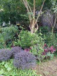 Trees and plants at the Mission Hills Golf Resort Haikou