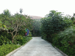 Trees and plants at the Mission Hills Golf Resort Haikou