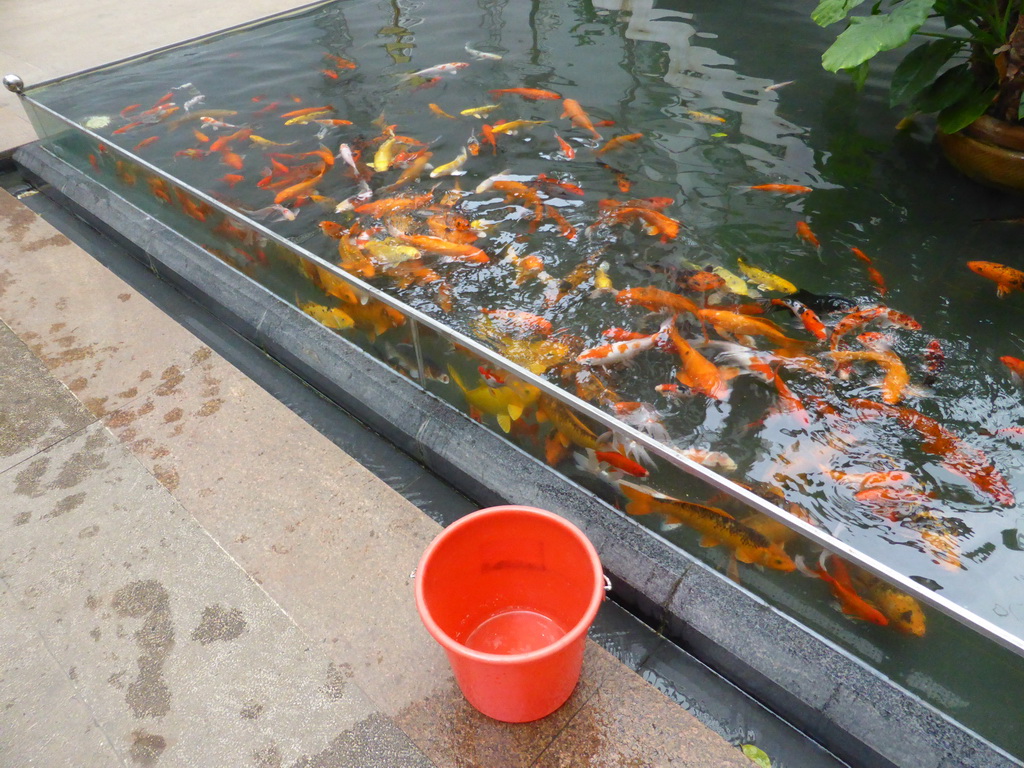 Fish in the pool at the ground floor at the Hainan Provincial Museum