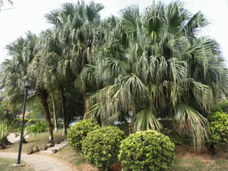 Trees and plants at Haikou People`s Park