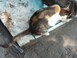 Cat on the street at Donghu Road