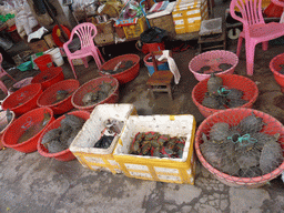 Turtles at the open market at Xinmin East Road