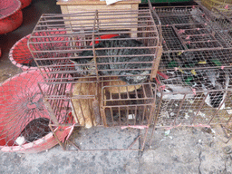 Cat and ducks in a cage at the open market at Xinmin East Road