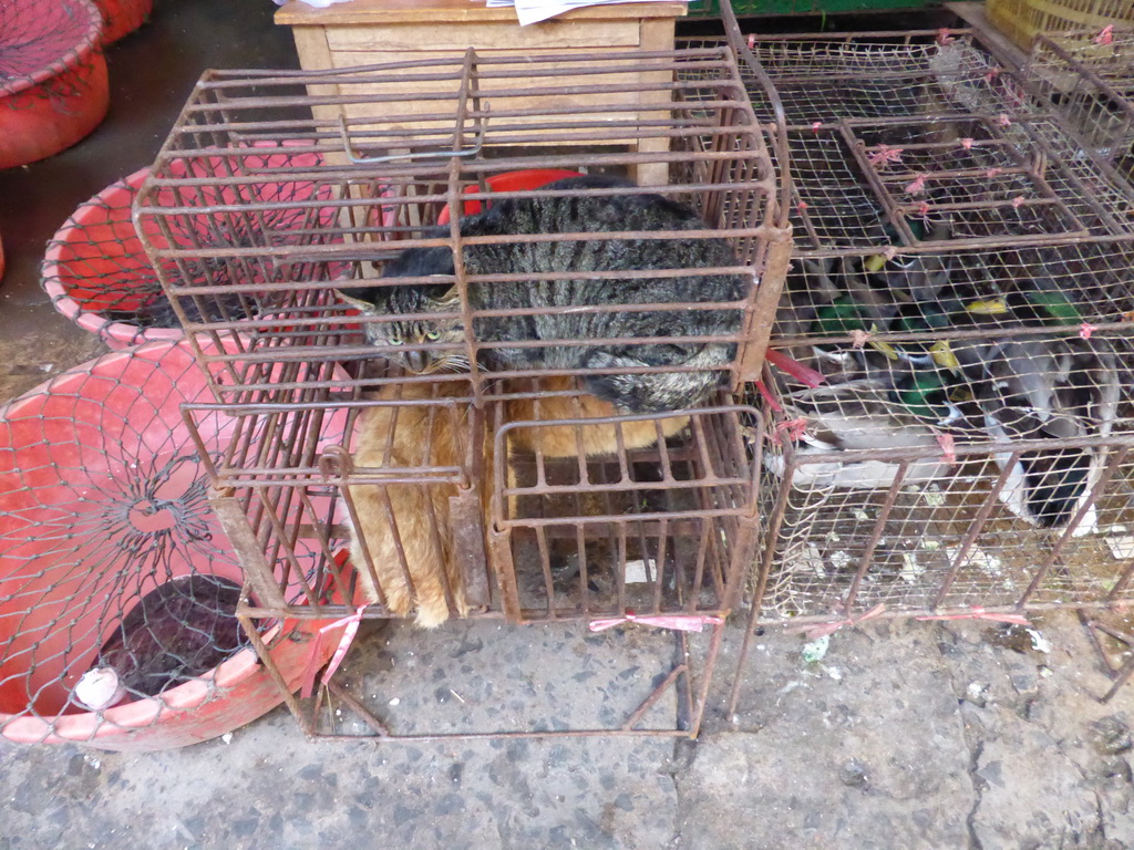 Cat and ducks in a cage at the open market at Xinmin East Road
