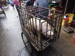 Pig in a cage at the open market at Xinmin East Road