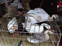 Geese in a cage and in a bag at the open market at Xinmin East Road