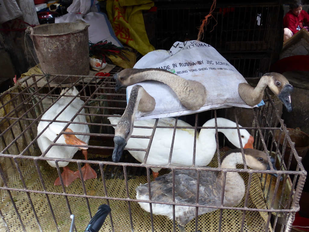 Geese in a cage and in a bag at the open market at Xinmin East Road