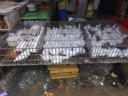 Birds in a cage at the open market at Xinmin East Road