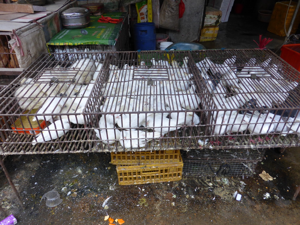 Birds in a cage at the open market at Xinmin East Road