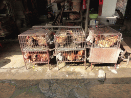 Chickens in a cage at the open market at Xinmin East Road