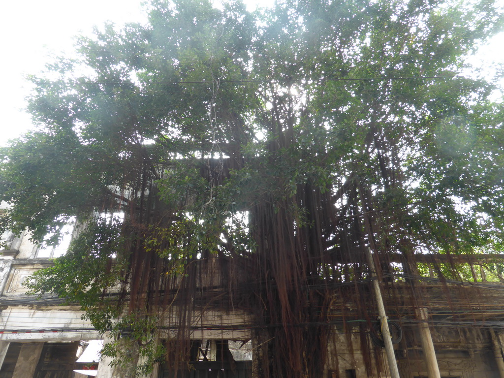 Tree at Sanya Street