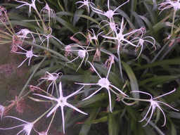 Flowers in the central garden of the apartment complex of Miaomiao`s sister