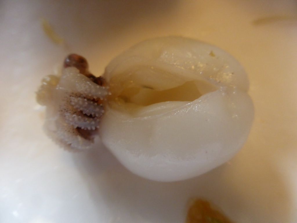 Squid for lunch at the Xinya Steam Pot restaurant