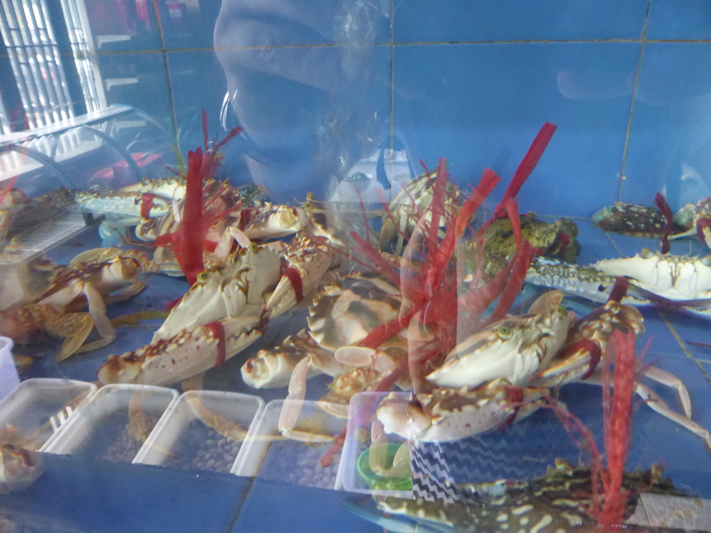 Crabs in the lobby of the Xinya Steam Pot restaurant