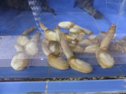 Shellfish in the lobby of the Xinya Steam Pot restaurant