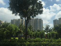 Trees and skyscrapers at the Central Business District at Guoxing Avenue, viewed from the car