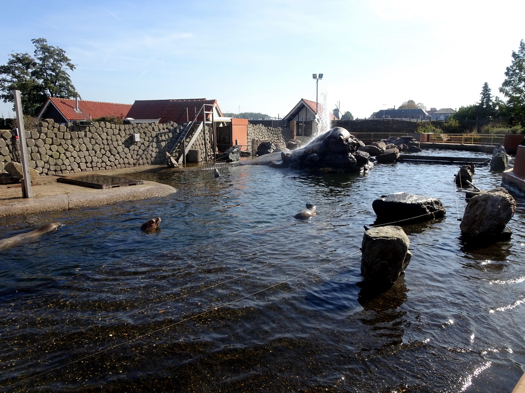 Steller Sea Lions at the Stoere Stellerstek area at the Dolfinarium Harderwijk