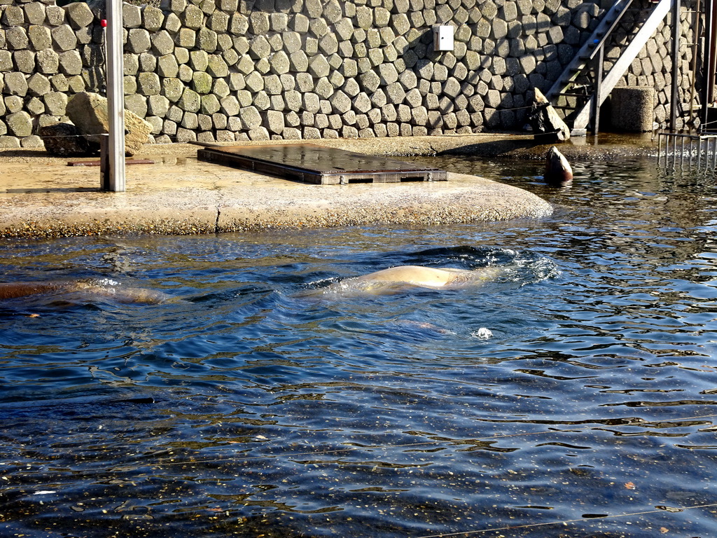 Steller Sea Lions at the Stoere Stellerstek area at the Dolfinarium Harderwijk