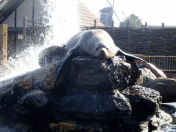 Steller Sea Lion at the Stoere Stellerstek area at the Dolfinarium Harderwijk