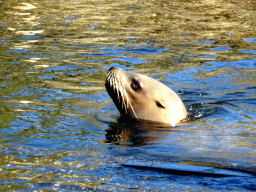 Steller Sea Lion at the Stoere Stellerstek area at the Dolfinarium Harderwijk
