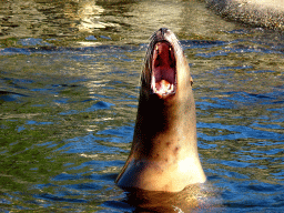 Steller Sea Lion at the Stoere Stellerstek area at the Dolfinarium Harderwijk