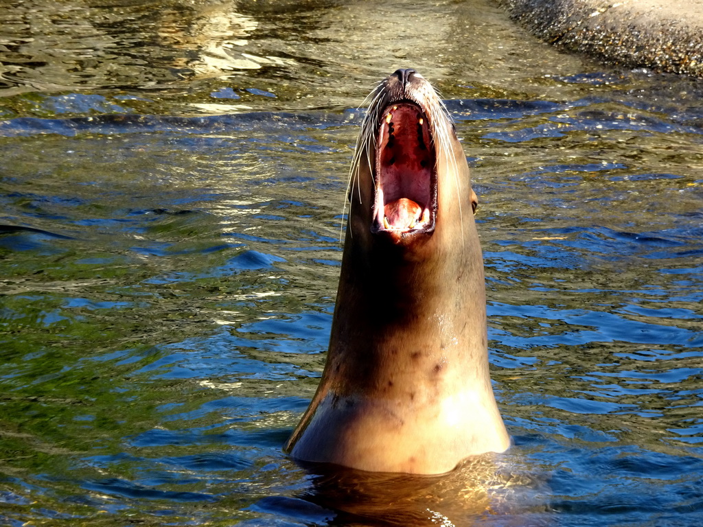 Steller Sea Lion at the Stoere Stellerstek area at the Dolfinarium Harderwijk