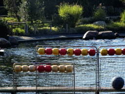 Common Bottlenose Dolphins at the DolfijnenDelta area at the Dolfinarium Harderwijk