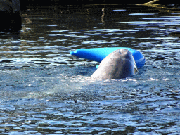 Common Bottlenose Dolphin at the DolfijnenDelta area at the Dolfinarium Harderwijk