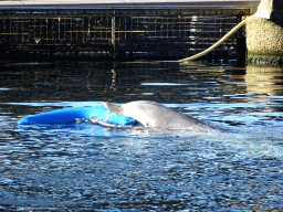 Common Bottlenose Dolphin at the DolfijnenDelta area at the Dolfinarium Harderwijk