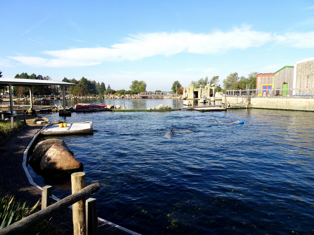 Common Bottlenose Dolphins at the DolfijnenDelta area at the Dolfinarium Harderwijk