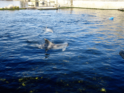 Common Bottlenose Dolphins at the DolfijnenDelta area at the Dolfinarium Harderwijk