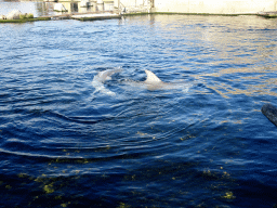 Common Bottlenose Dolphins at the DolfijnenDelta area at the Dolfinarium Harderwijk