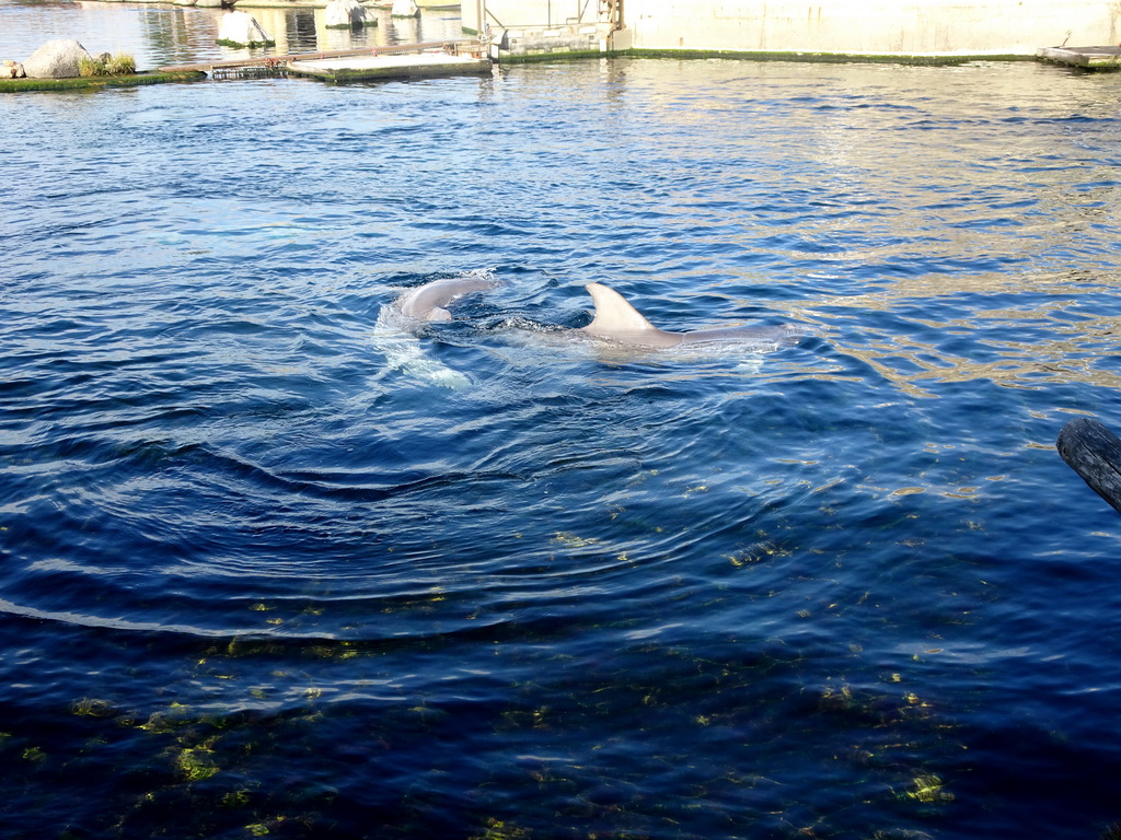 Common Bottlenose Dolphins at the DolfijnenDelta area at the Dolfinarium Harderwijk