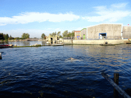 Common Bottlenose Dolphins at the DolfijnenDelta area at the Dolfinarium Harderwijk