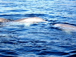 Common Bottlenose Dolphins at the DolfijnenDelta area at the Dolfinarium Harderwijk