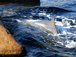 Common Bottlenose Dolphin at the DolfijnenDelta area at the Dolfinarium Harderwijk