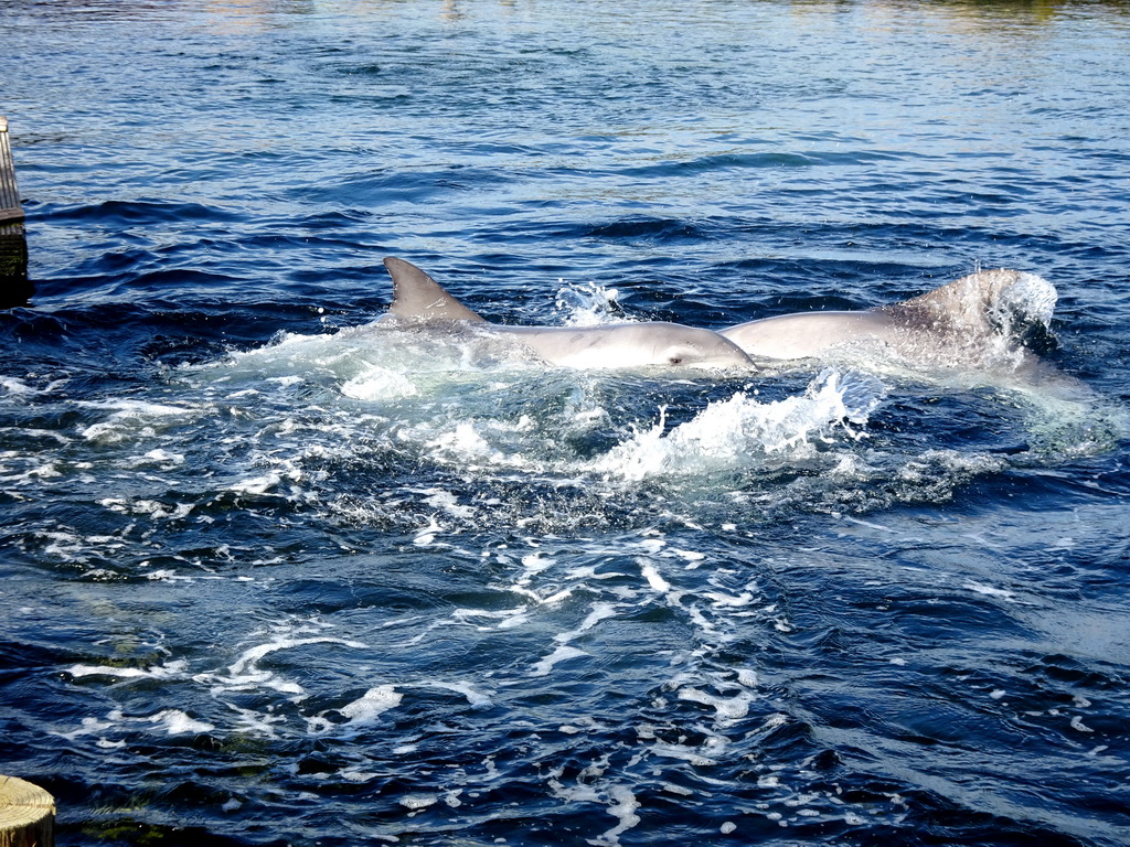 Common Bottlenose Dolphins at the DolfijnenDelta area at the Dolfinarium Harderwijk