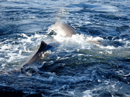 Common Bottlenose Dolphins at the DolfijnenDelta area at the Dolfinarium Harderwijk