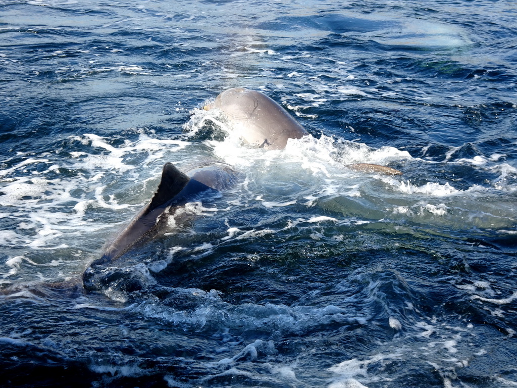 Common Bottlenose Dolphins at the DolfijnenDelta area at the Dolfinarium Harderwijk