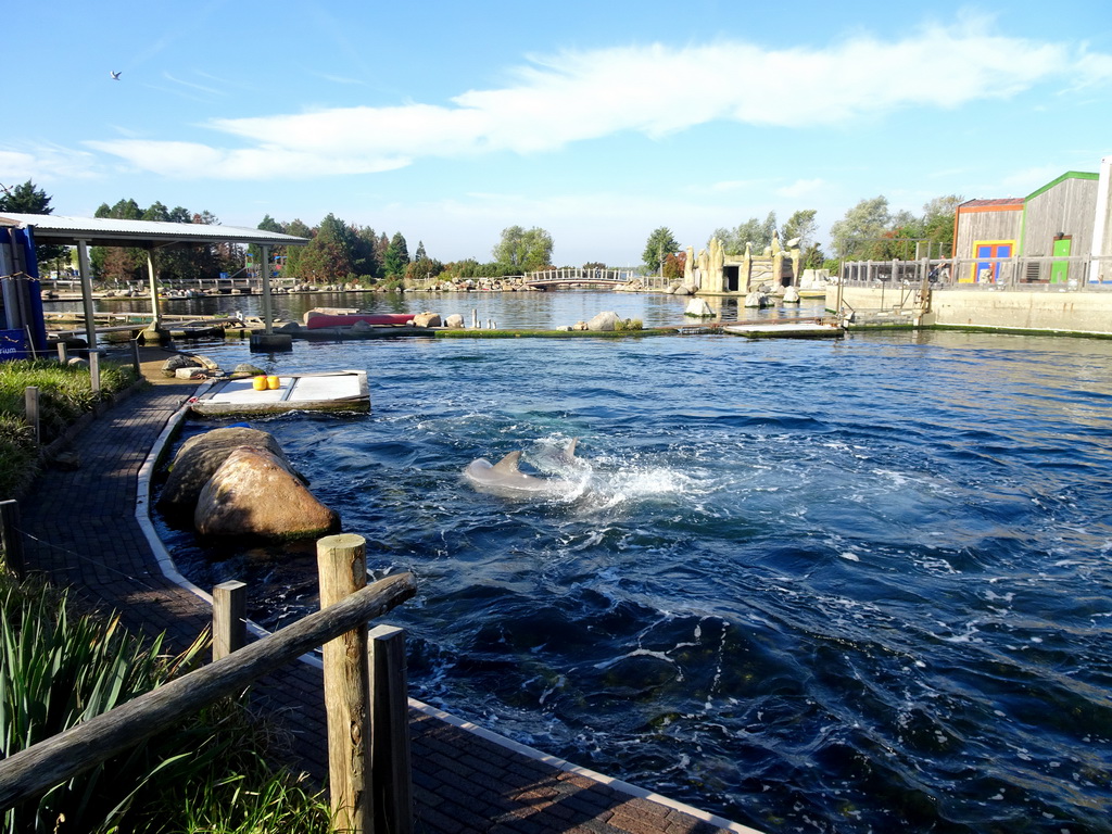 Common Bottlenose Dolphins at the DolfijnenDelta area at the Dolfinarium Harderwijk