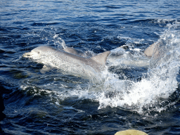 Common Bottlenose Dolphins at the DolfijnenDelta area at the Dolfinarium Harderwijk